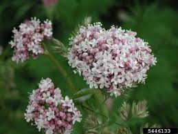 Image result for Valeriana capensis