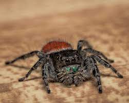 We did not find results for: Red Backed Jumping Spider Phidippus Johnsoni Dave Zeldin On Fstoppers