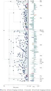 Image result for Lijndenia sp. cf barteri