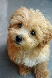 Colorful World Of Mine Maltipoo Perros Razas Perros Bonitos Caniche Maltes