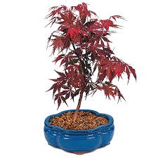 Check spelling or type a new query. Red Maple Bonsai Tree Care
