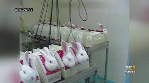 Check spelling or type a new query. The Fight For Cruelty Free Cosmetics Maryland Will Be 5th State To Ban Testing Makeup On Animals Cbs Baltimore