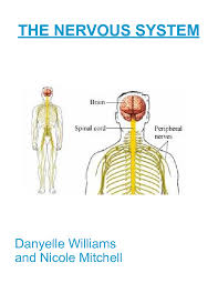 Your nervous system is the information highway that controls everything you do. Bookemon The Nervous System Learning About The Book 203763