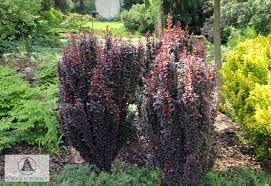 It features tiny clusters of yellow. Berberis Thunbergii Helmond Pillar Barberry Helmond Pillar Japanese Barberry