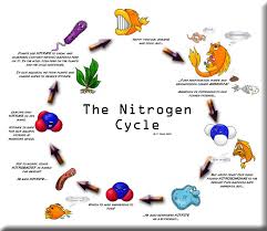 Makin ane mempelajari koi ternyata ane makin dalam mempelajari sistem filter untuk kolam koi. Filter Kolam Koi Yang Baik