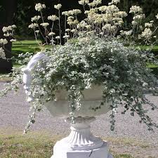 Image result for Helichrysum lastii