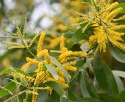 Image result for Acacia auriculiformis