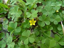 Image result for Oxalis purpurascens