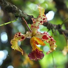 Image result for Grewia mildbraedii