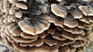 Image result for turkey tails mushrooms