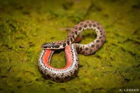 Black And White Checkered Snake Texas Pin By Snake Whisperer On Snakes Are Awesome Pinterest Reptiles Snake And Cute Snake
