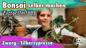 Perlen, anhänger & bastelsets günstig kaufen: Bonsai Selber Machen Zwerg Silberzypresse Baumarkt Pflanze Zum Bonsai Gestalten Fur Unter 4 Youtube