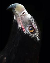 Birds Of Prey Full Movie Free Download Tamilrockers New Wildlife Photography Robert Irwin Animal Photography Wildlife Wild Animals Photography Animal Photography