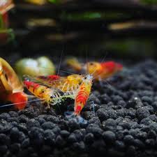 Beautiful Calceo Golden Dagon Shrimps Feasting Follow Our Instagram Account Aquascapero Fish Tank Terrarium Fresh Water Fish Tank Freshwater Aquarium Shrimp