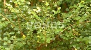 Image result for Myrsine africana