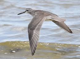 Image result for Tragia brevipes