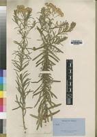 Image result for Microglossa