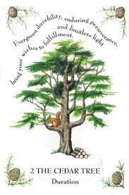 Tree Magick The Cedar Tree Magical Tree Celtic Tree Astrology Celtic Tree Calendar