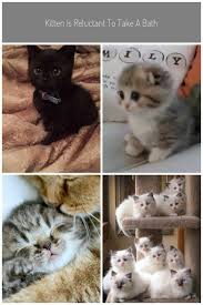 Mobile grooming allows us to pamper our pets without ever stepping foot outside of the house, but there may be a higher price to pay for such luxury. Pin On Kittens