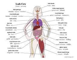 Image result for internal organs