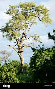 Image result for Combretum imberbe