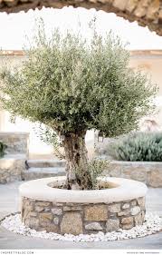 Eris And Michael S Greek Odyssey Shoot Olive Trees Garden Mediterranean Garden Design Mediterranean Garden