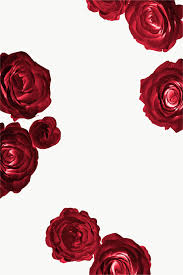 Download Premium Png Of Red Rose Pattern Transparent Png 2025434 In 2020 Red Roses Wallpaper Red Rose Png Red Roses
