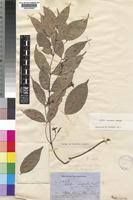 Image result for Alafia caudata