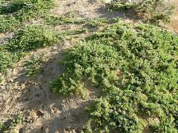 Image result for Suaeda monoica