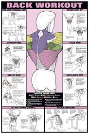 details about back workout wall chart professional fitness