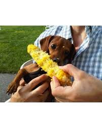 Corn Dog By Juliette Patriotic Pets Pet Photo Contest Weenie Dogs