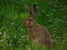 Acesta este raspandit in europa si asia occidentala. Iepure De Camp