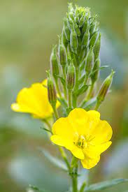 We did not find results for: 11 Fragrant Night Blooming Flowers Best Flowers That Only Bloom At Night