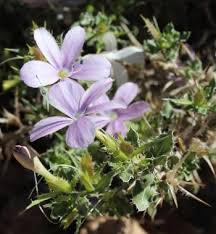 Image result for Barleria boehmii