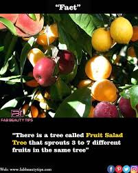 If you don't like one type of fruit. Pin Pa Facts