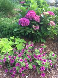 City Line Paris Hydrangea Sweet Potato Vine And Pretty Much Picasso Supertunia Plants Unique Plants Container Gardening