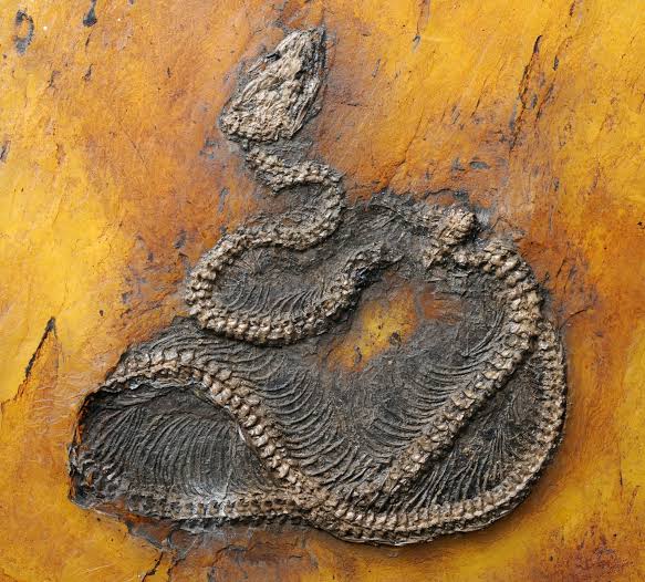 World's Oldest Python Found in Messel Pit