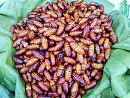 Humans regard certain insects as pests, and attempt to control them using insecticides, and a host of other techniques. Countries That Eat Insects Which Countries Eat Bugs As Food Wego Com