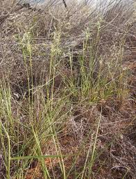 Image result for Pentameris