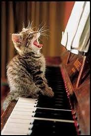 Somehow I Don T Think That Would Be Very Calming To Listen To D Kocieta Kociaki Smieszne Kociaki