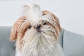We did not find results for: Shih Tzu Full Profile History And Care