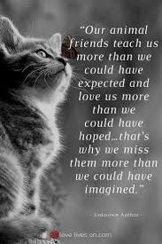 This Quote Is So True The Love They Give Us Lasts A Lifetime Katzen Bilder Pet Grief Cats Cat Quotes
