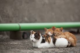 50 Amazing Photos From Cat Heaven Island In Japan Cats And Kittens Cat Heaven Cat Island