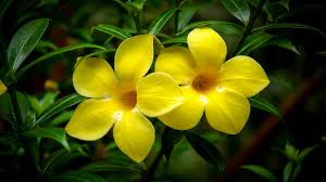 Image result for Allamanda