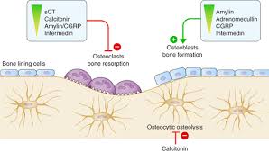 Image result for Calcitonin