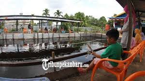 Ini Lokasi Kolam Pancing Di Pekanbaru Berikut Teknik Memancingnya Tribun Pekanbaru
