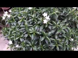 Pin On Garden Manju Shrivastav