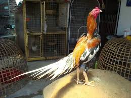 Wiring Kuning Ayam