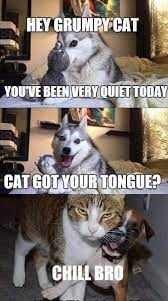 The Best Hilarious Memes Of The Relationship Between Dogs And Cats Cat And Dog Memes Dog Memes Funny Animals With Captions