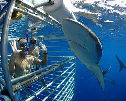 THE 15 BEST United States Shark Diving Activities (2026) - Tripadvisor